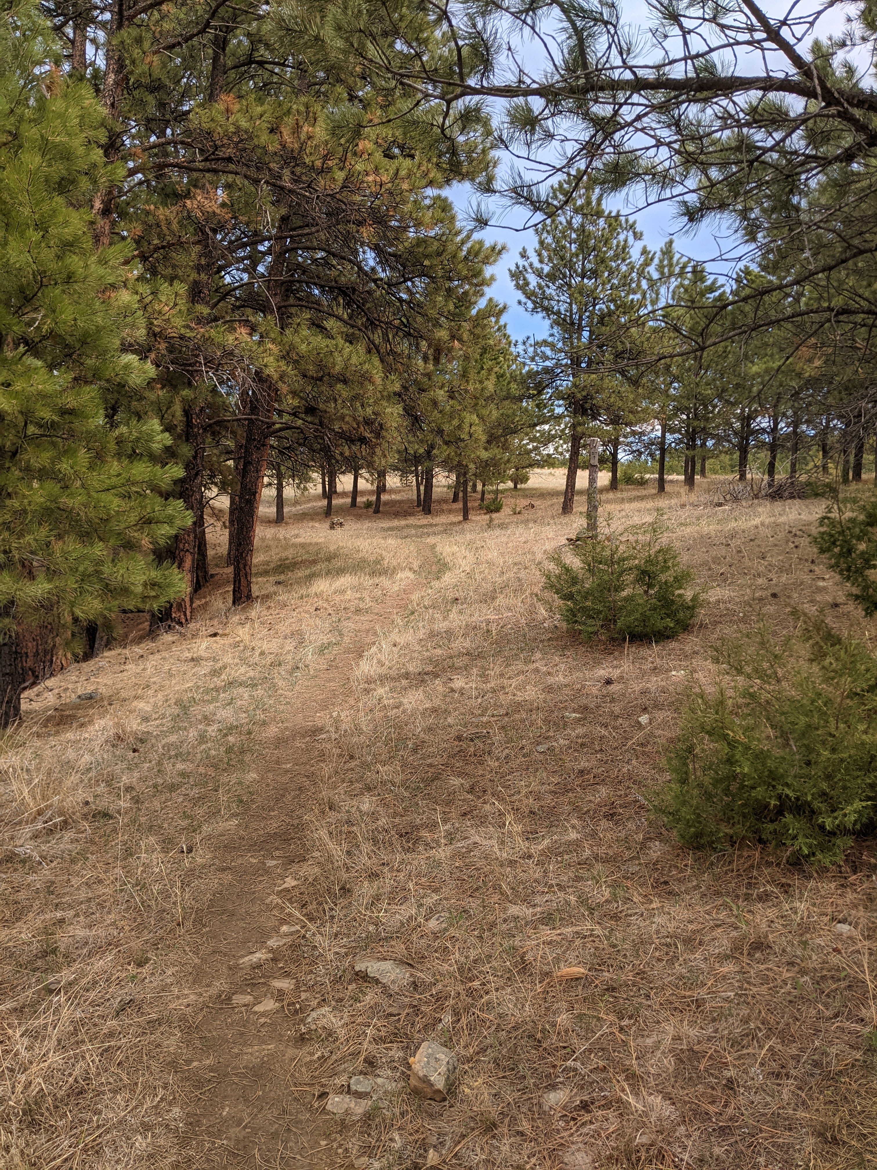 The Serenity Trail winds through a ponderosa pine stand