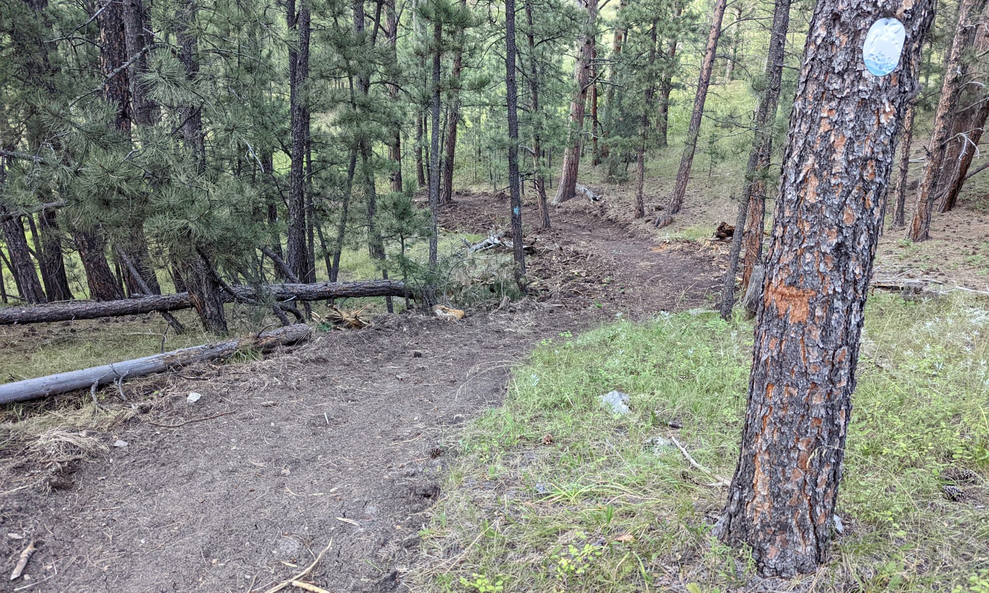 An adaptive trail winding through the trees